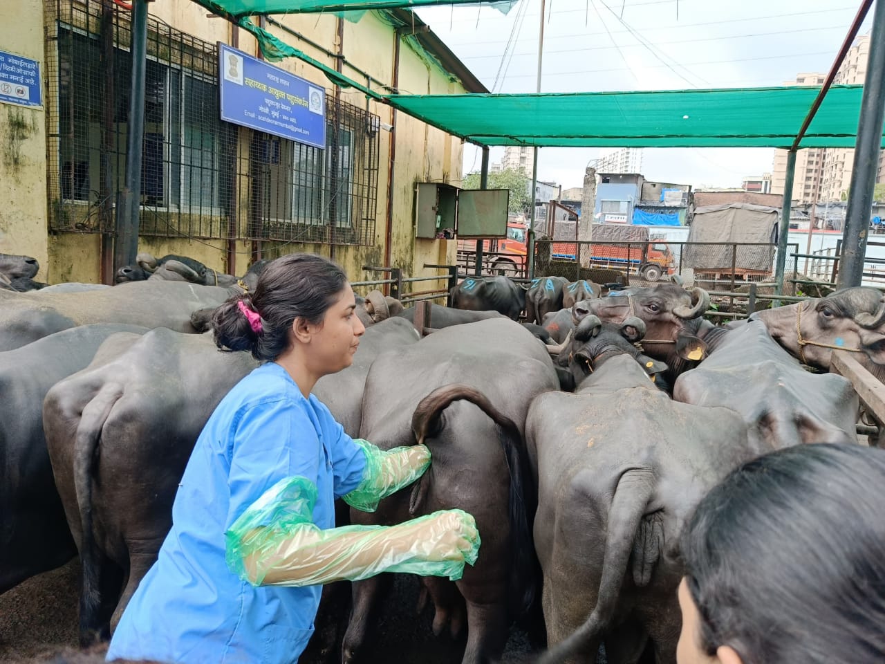 Studunt S Performing Per Rectal Practical At Deonar Abbatoir